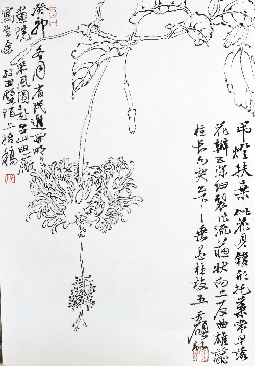 陈天硕，《白描写生之一》，尺寸：37X26cm，中囯画.jpg