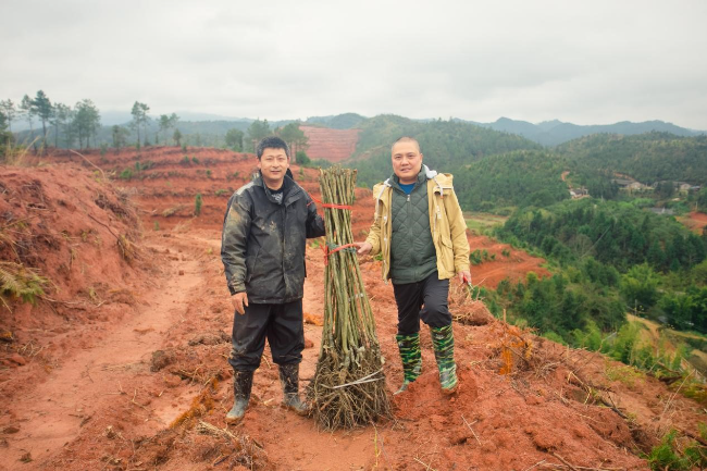 板栗种植现场.jpg