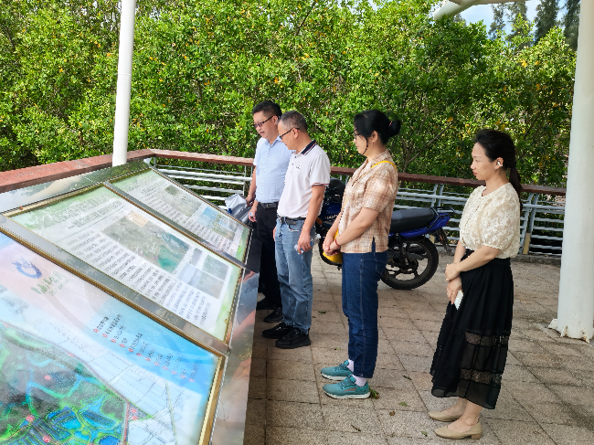 调研组参观华侨城南海岛红树林湿地公园.jpg